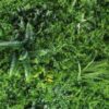 dense fern