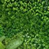 english boxwood