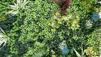 Plant Wall